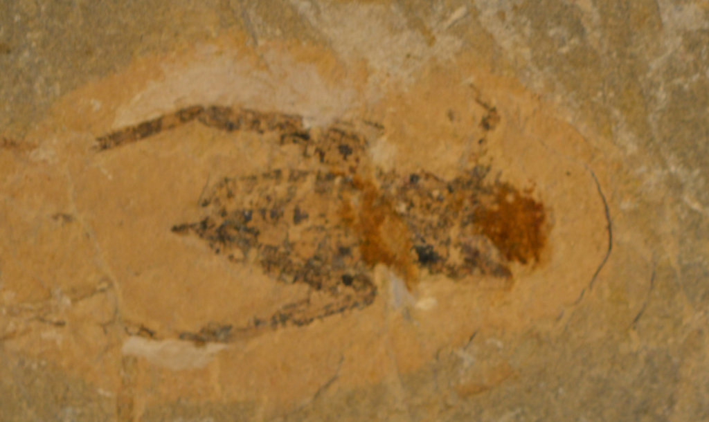 Fossil Insects