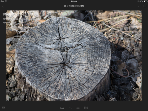 Single Image of tree stump
