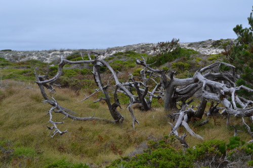 Asilomar Beach Dunes