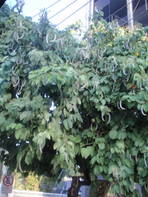 Tree with seed pods