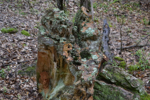 Petrified stump