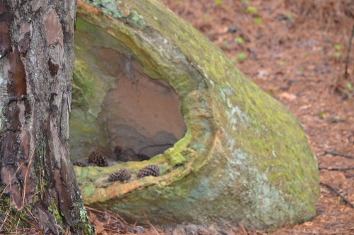 Petrified wood