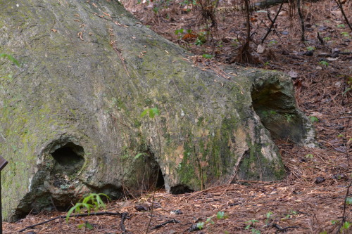 Petrified wood