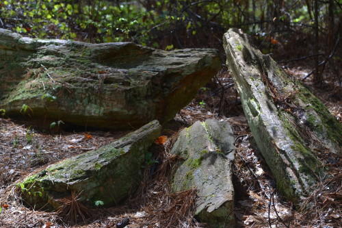 Petrified wood