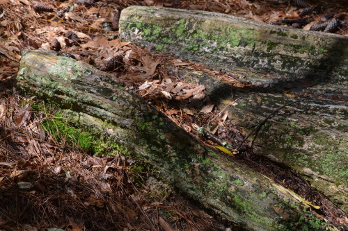 Petrified wood