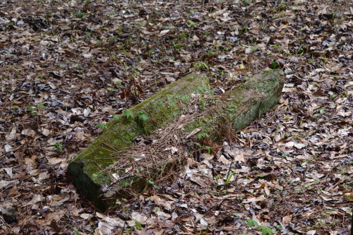 Petrified wood