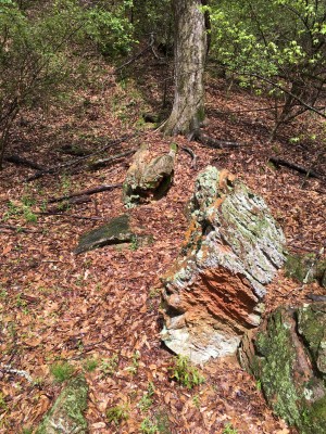 Petrified log in forest