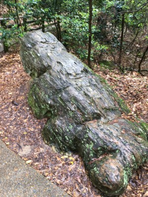 Weathered petrified log called the frog