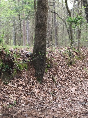 Side of original Natchez Trace showing amount of erosion from surrounding surface due to traffic over the years.