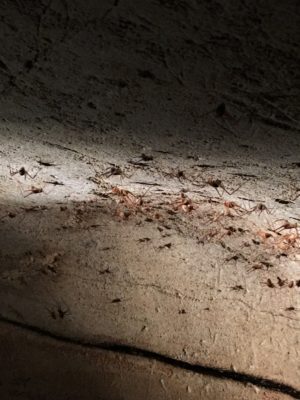 Cve crickets near the entrance to the cave
