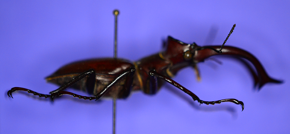 Photo of Lucanus elephus showing legs and antenna in focus, but rest of insect is blurry.