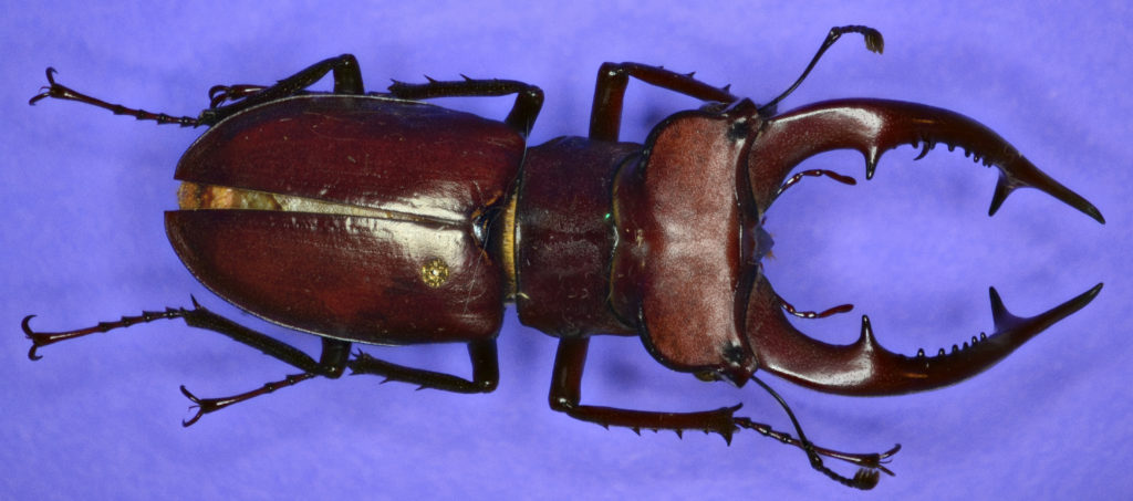 Lucanus elephus in dorsal view