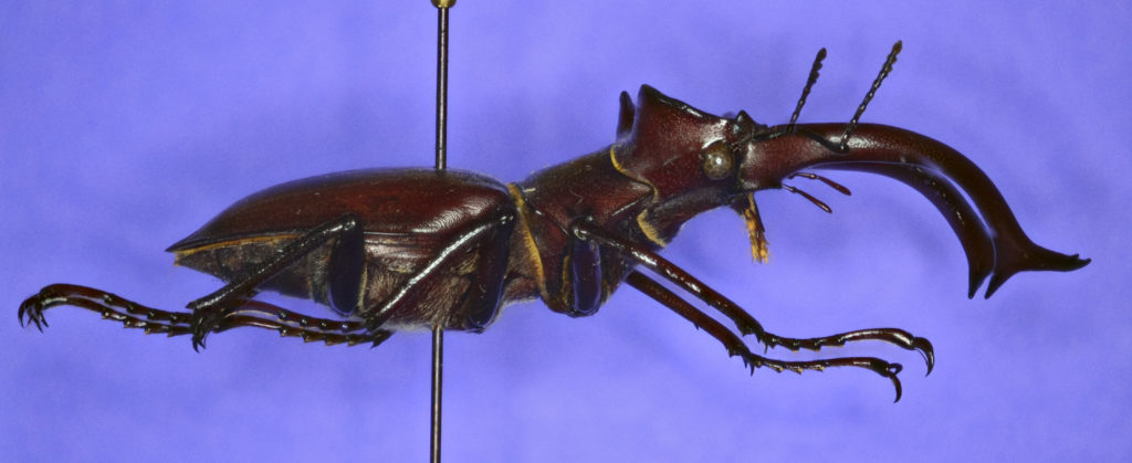 Lucanus elephus beetle in lateral view.