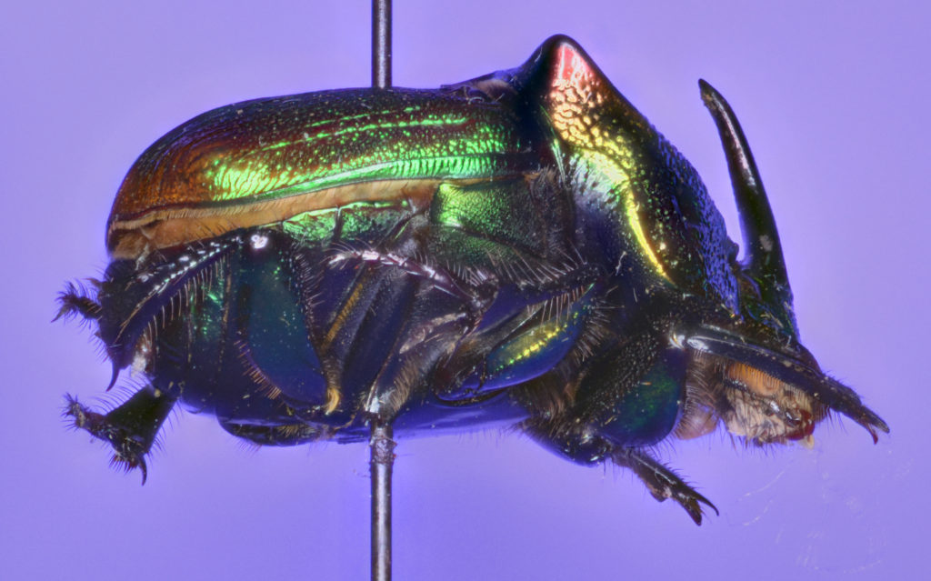 Phanaeus vindex in lateral view