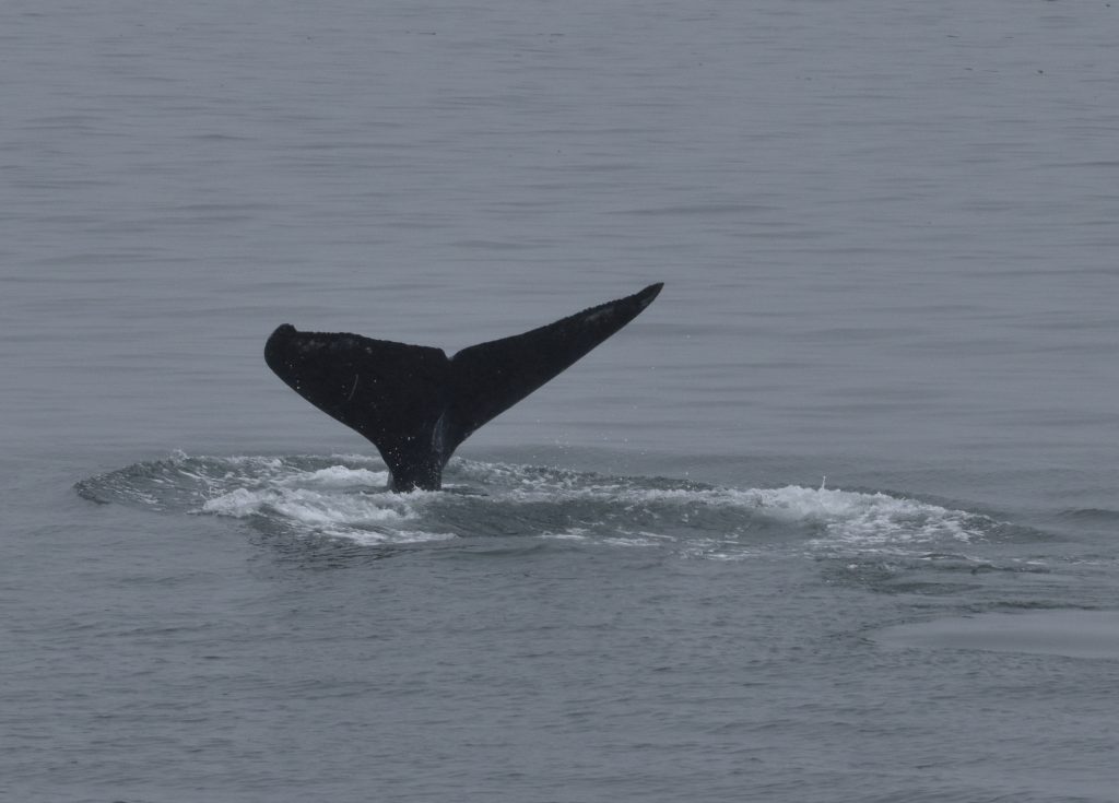 Humpback whale diving deep with only tail showing
