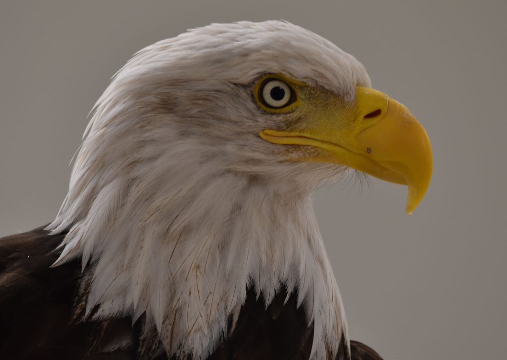 Up close photo of eagle named Rain.