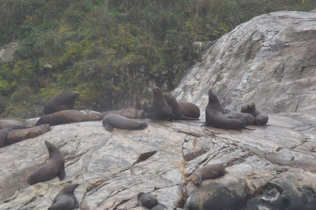 Stellar sea lions resting on Marble Island