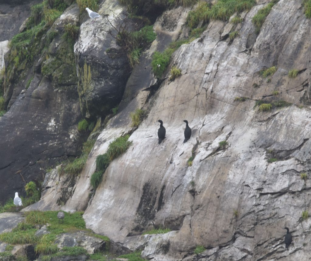 Cormorants (I think double crested) on the cliff along side herring gulls