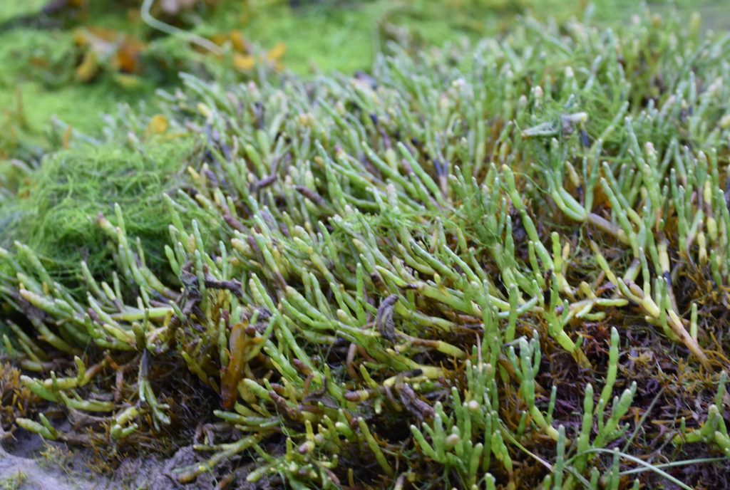 Sea asparagus on the tidal flat