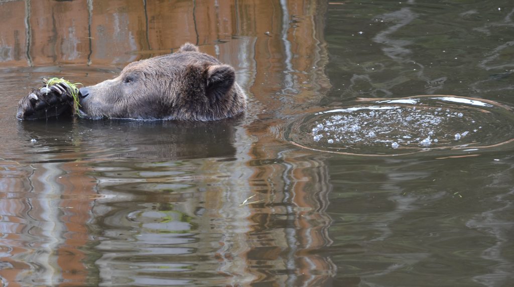 Photo proof that bears "pass gas" under water.