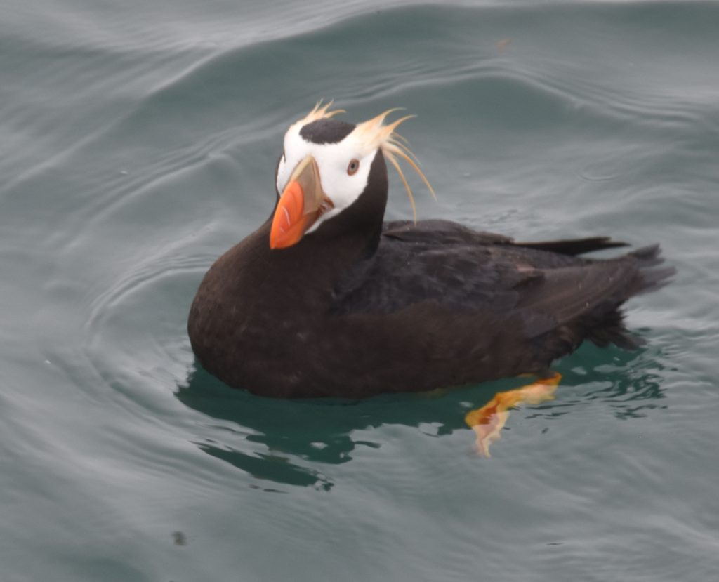 Tufted puffin