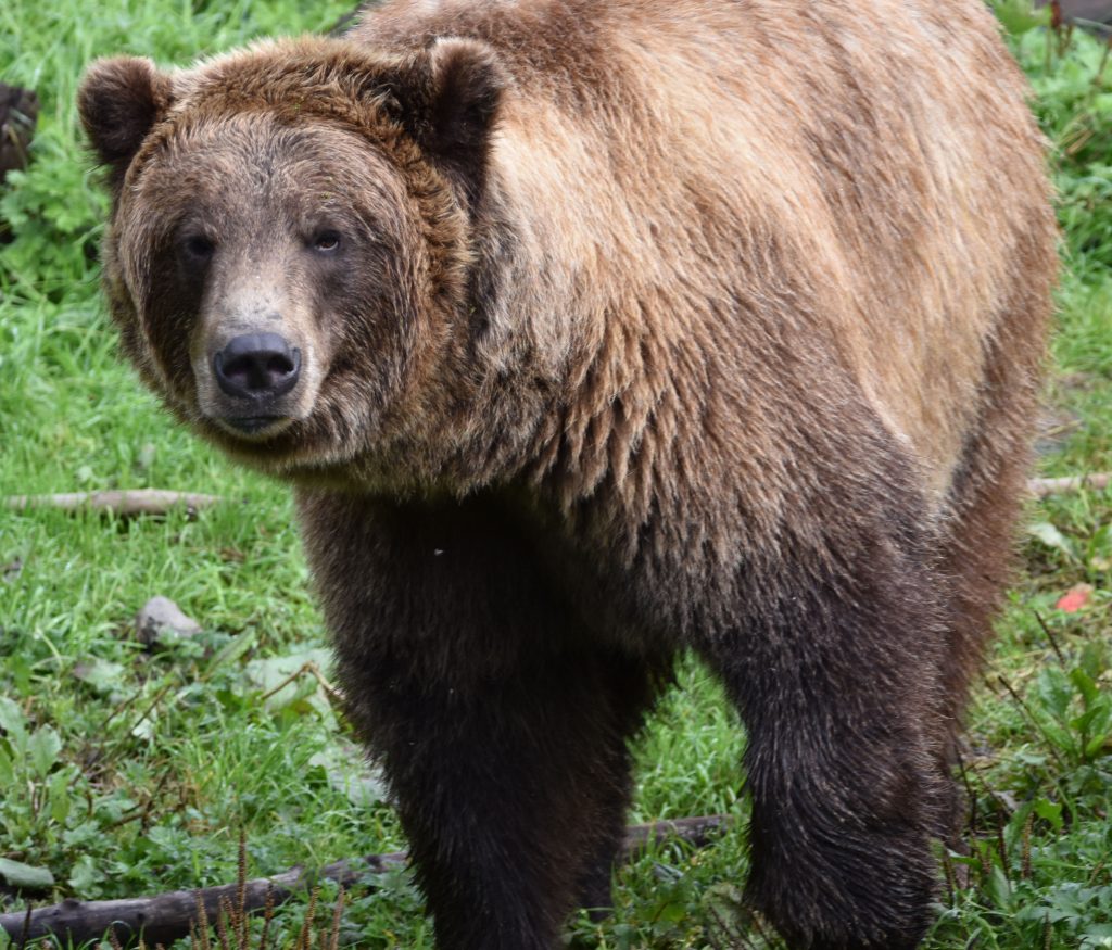 Brown bear