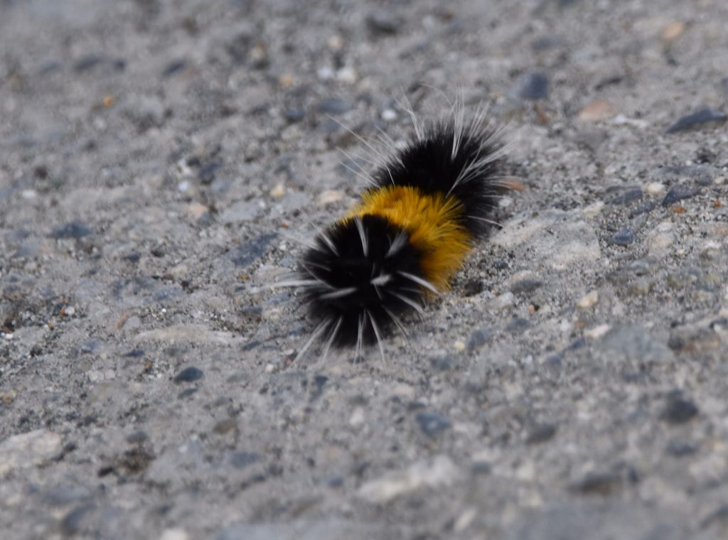 Wooly bear caterpillar