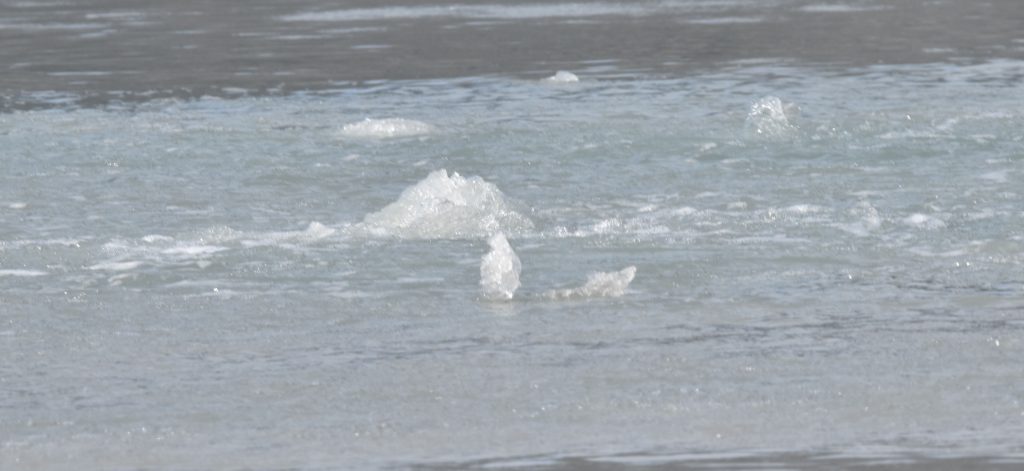 Fresh water bubbling to the surface from Lamplugh Glacier