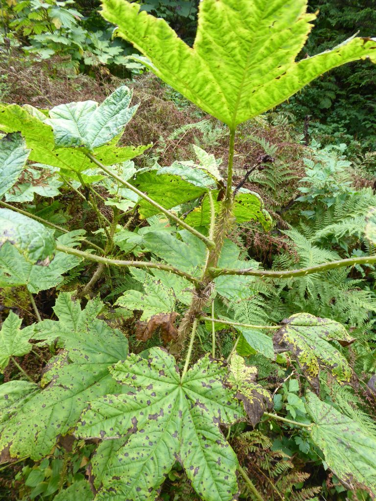 Devil's Club plant showing extensive thorns and spines on leaves and stem.