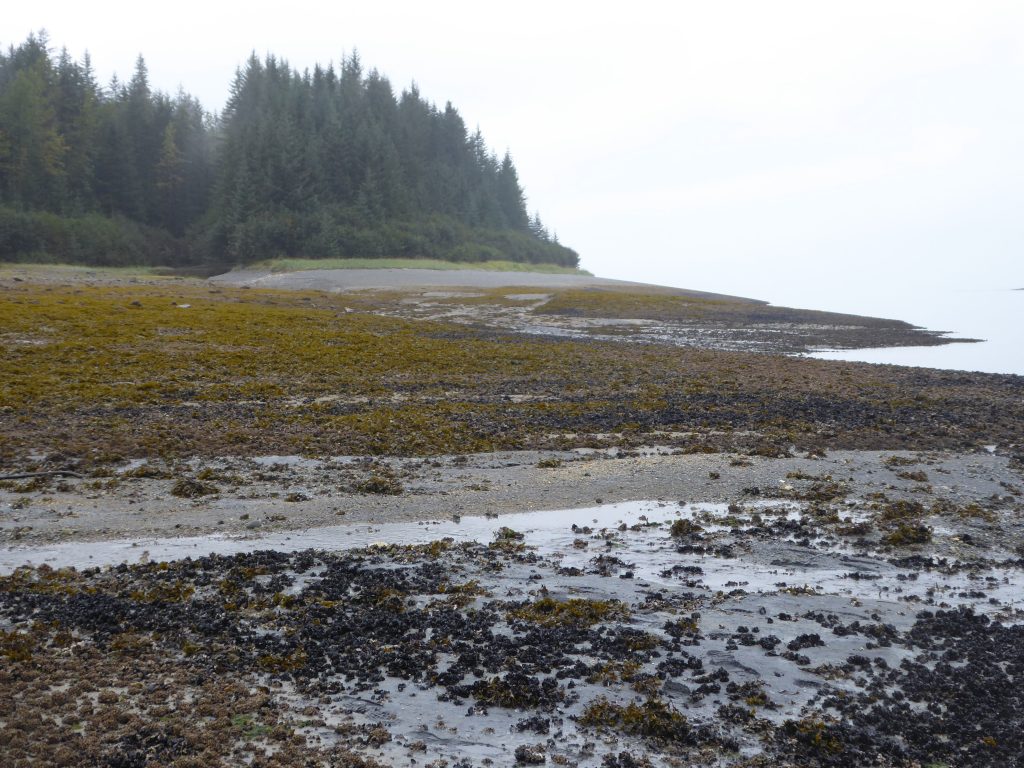 North Sandy Cove tidal flat with many mussels and barnacles visible