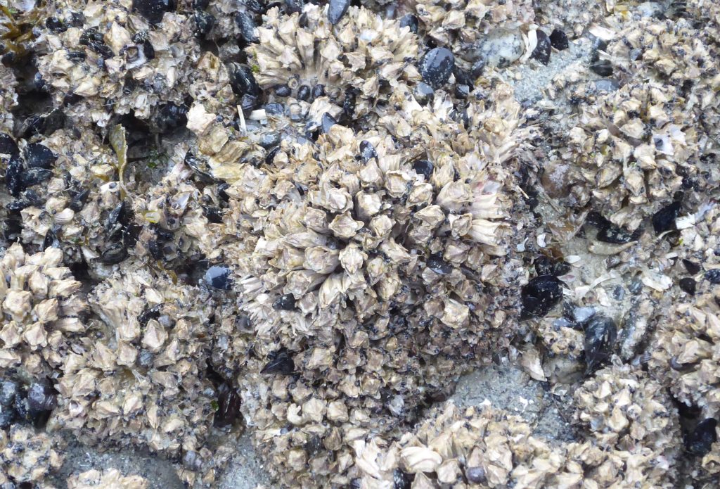 This is a close up of what we were walking on. Mostly barnacles and blue mussels.