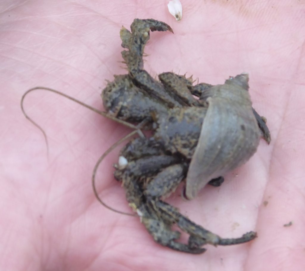 Hermit crab in my palm