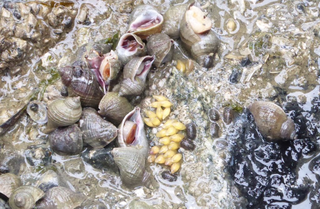 Periwinkles and their eggs and much more can be found under rocks in the tidal flats.