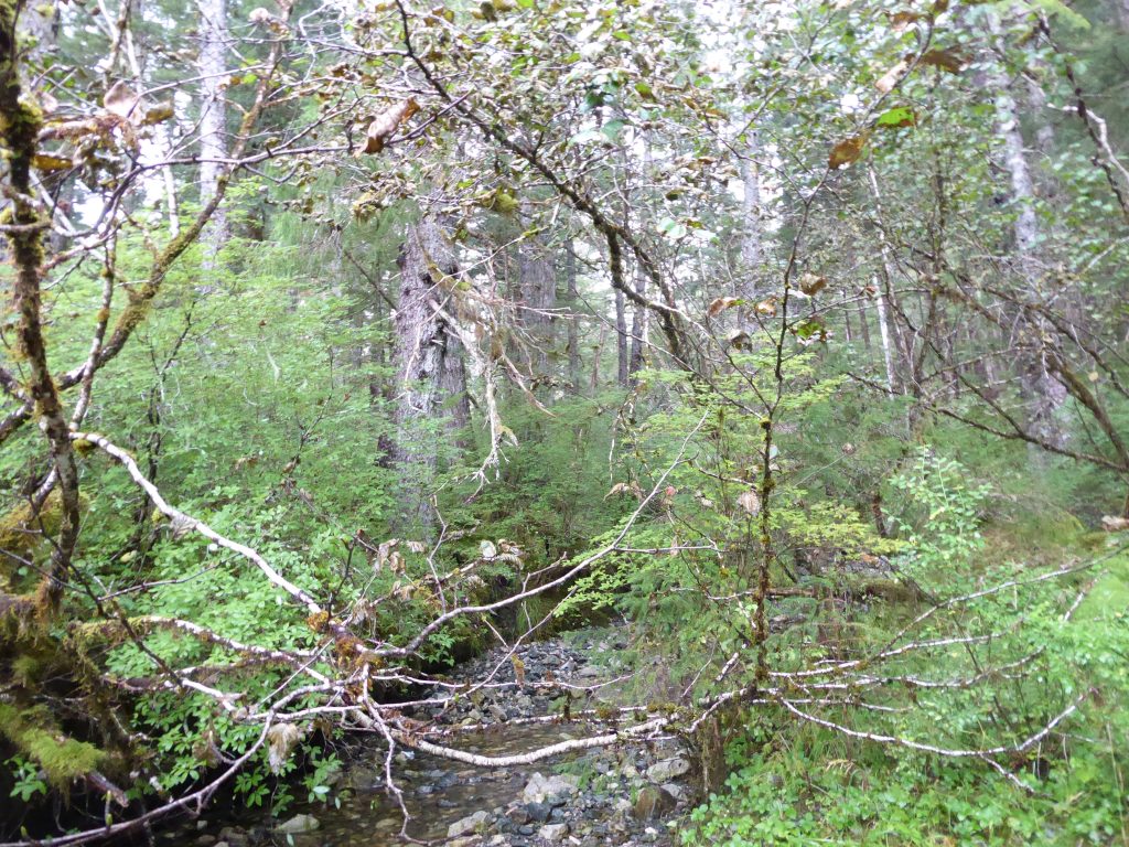 Following a creek into the Tongass National Forest.