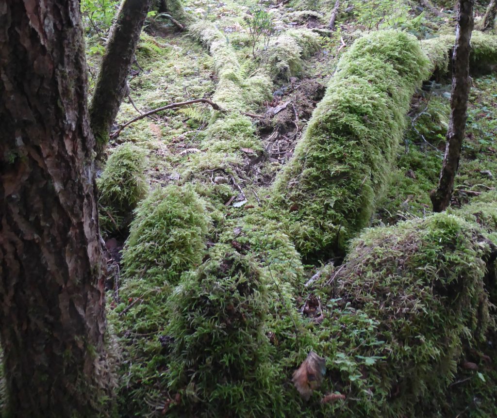 Mosses and other plants on fallen trees in the rainforest.