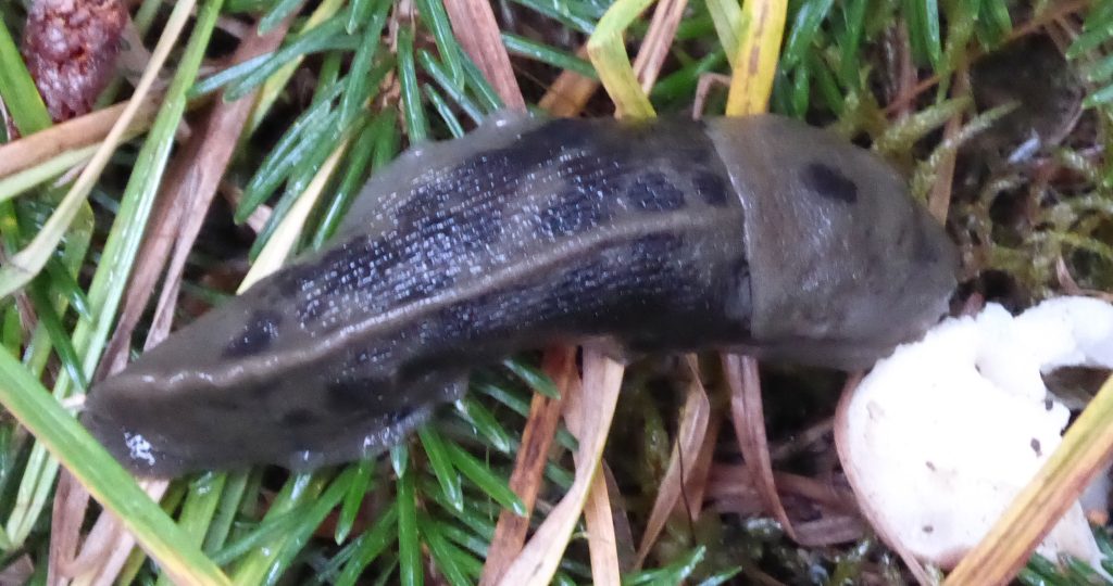 Pacific Banana Slug