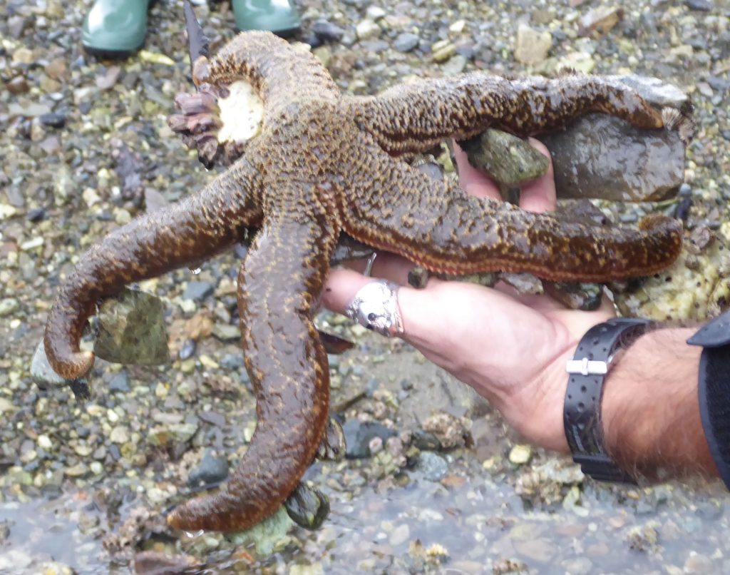 One of many sea stars we encountered. This one is much larger than a human hand.