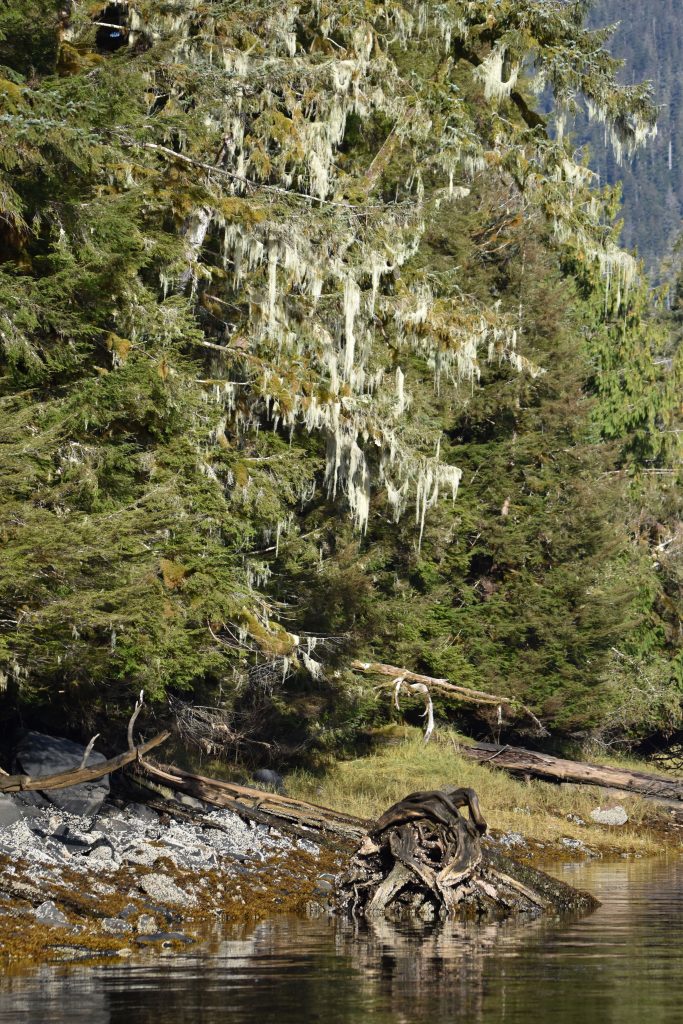 View of coniferous forest at Traitors Cove.