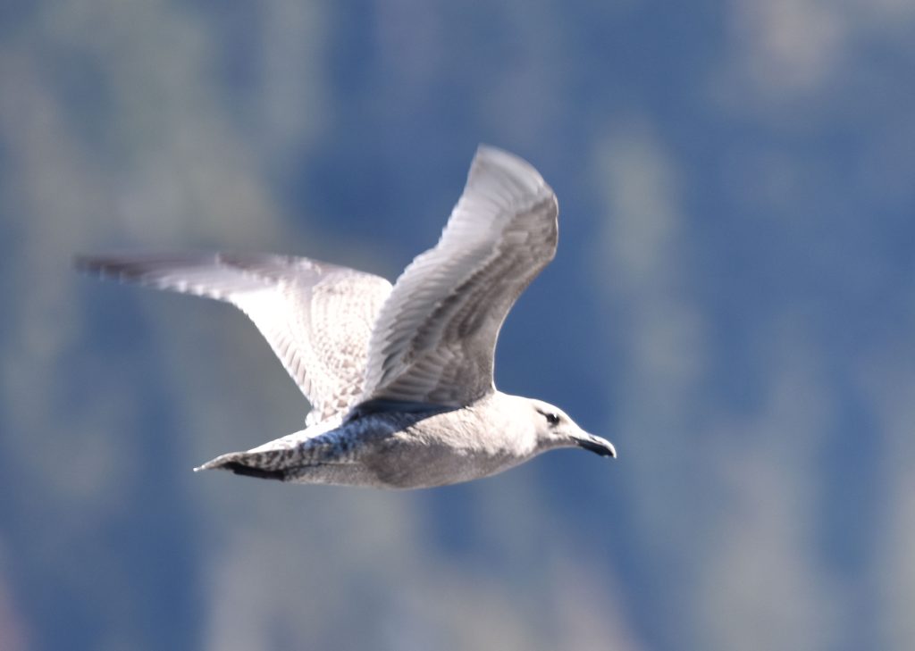 Bird (likely a gull) in flight. Captured with my 600 mm telephoto lens