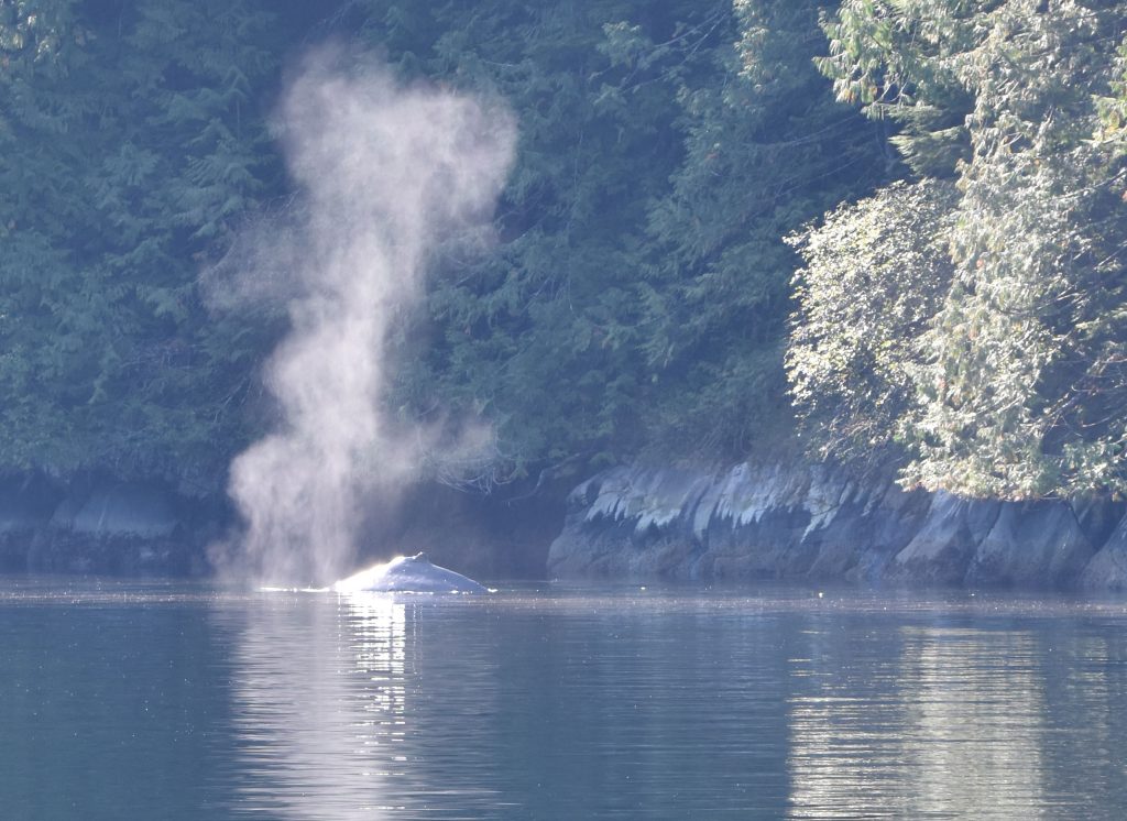 Humpback whale expelling air before it dives