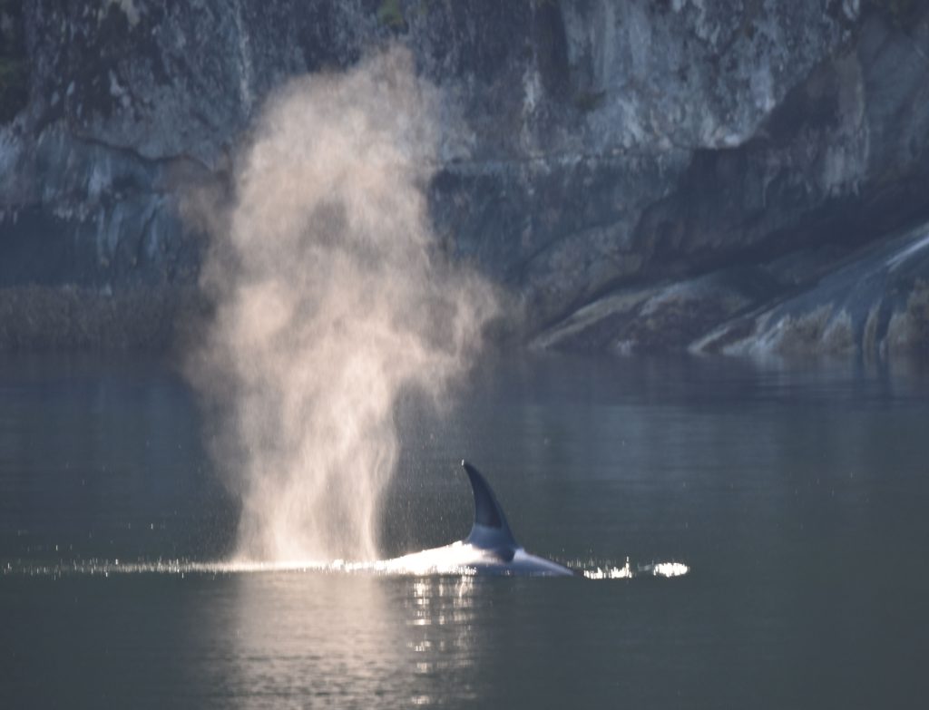 Orca about to dive after spraying water while breathing.