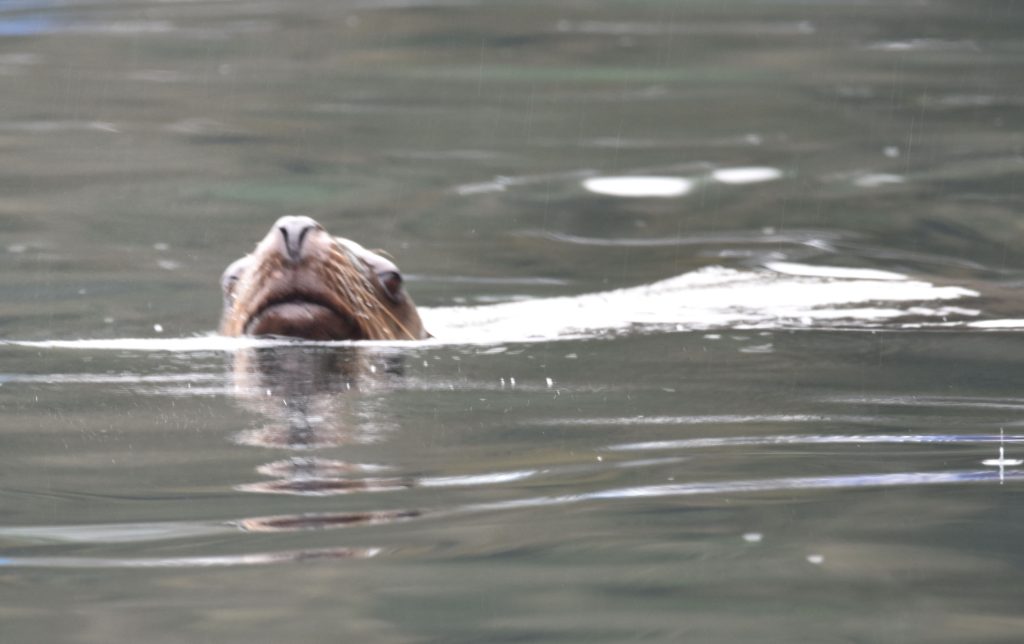 Sea lion watching us