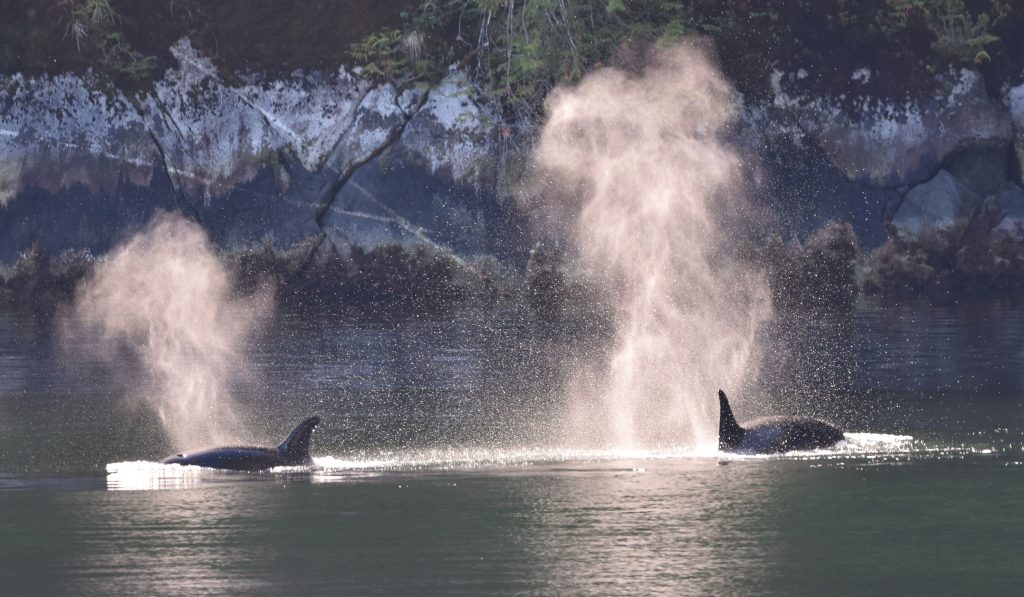 Two orcas near the surface breathing