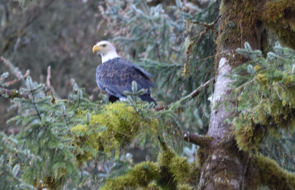 Bald eagle resting on a tree branch.