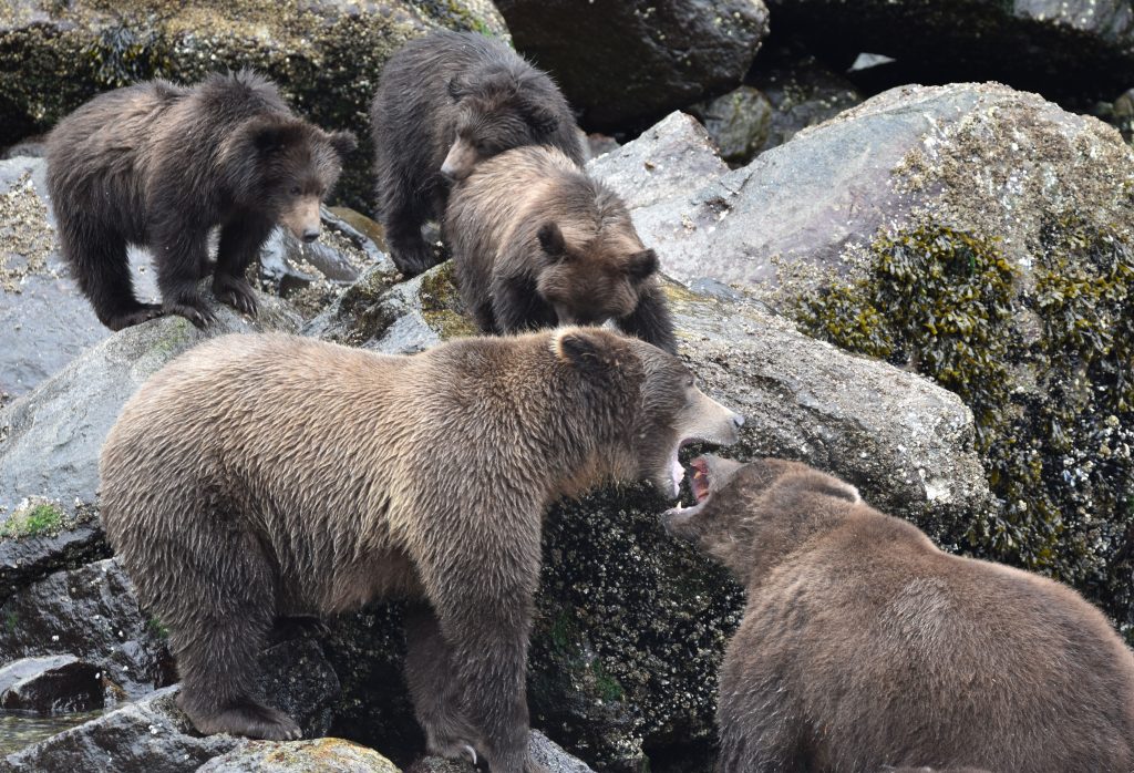 Brown bears arguing over who gets the salmon