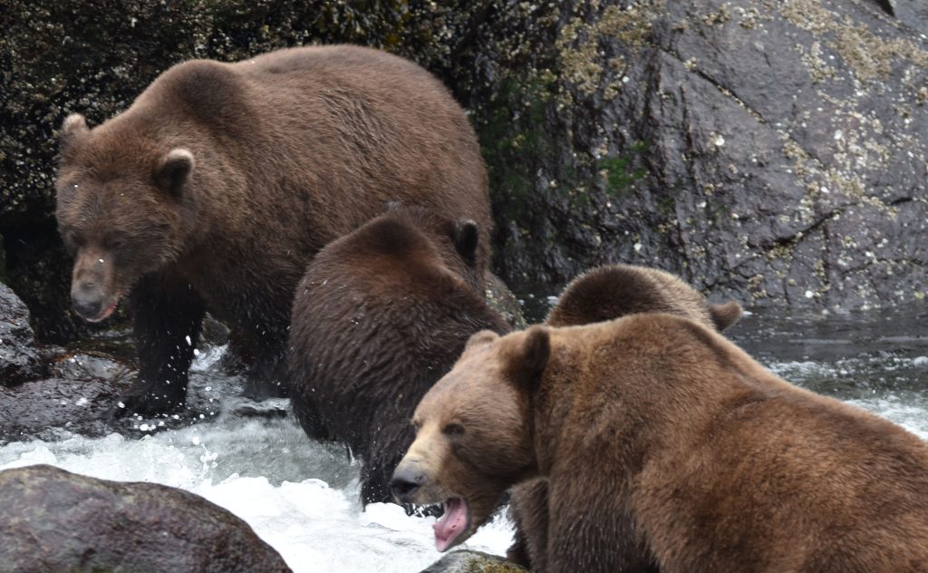 Brown bears in stream waiting to catch their next salmon