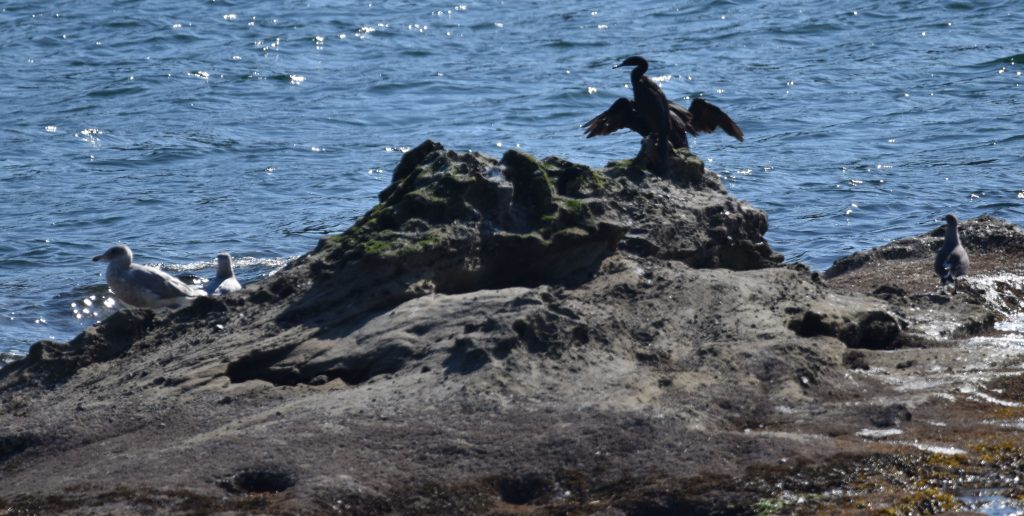 Cormorant with wings open near the shore. Other birds are also in the photo.