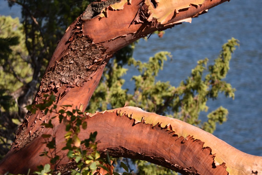 Pacific Madrone tree with distinctive peeling bark. It is often known as the strawberry tree because of its bright red fruit.