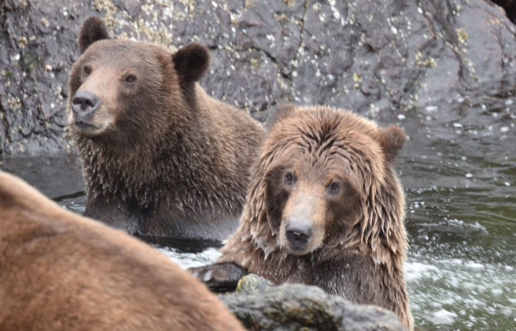 More brown bears