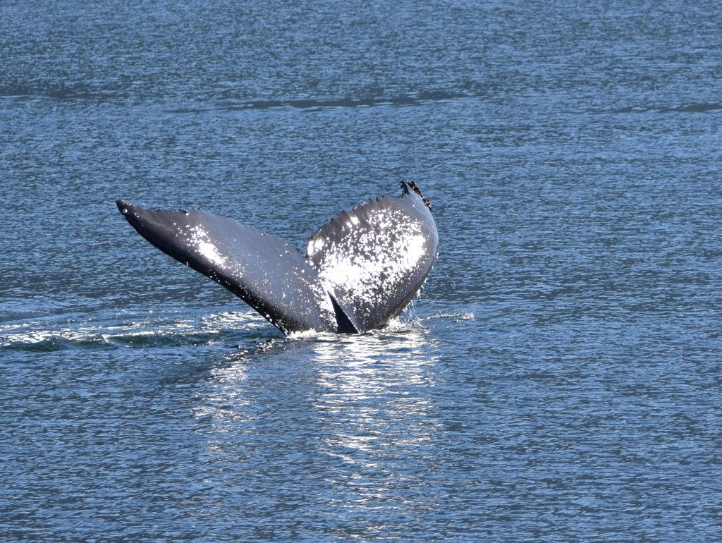 Humpback whale diving with tail showing above water.